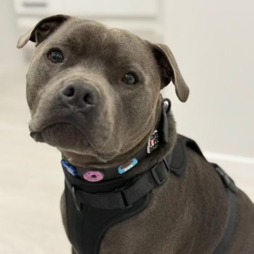 Dog Collar | Black Walkieez