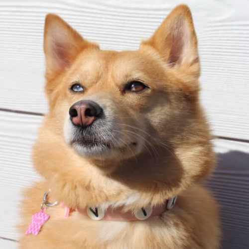 Dog Collar | Blush Pink Walkieez