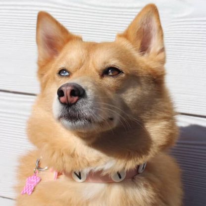 Dog Collar | Blush Pink Walkieez