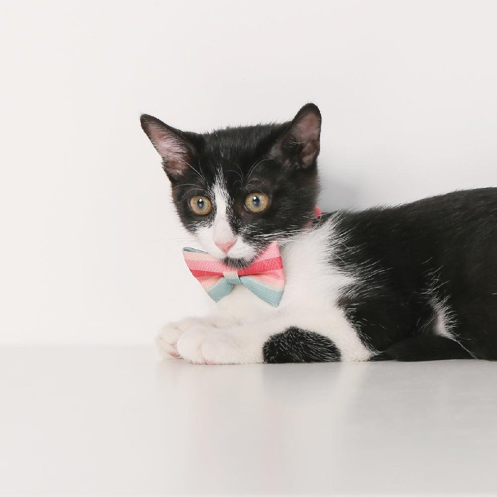 PIDAN Cat Bow Tie Collar Pidan New Zealand