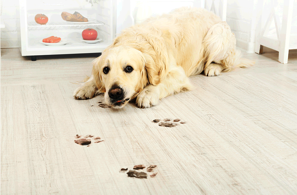 LIECTROUX/LILIN C30B robot vacuum cleaner cleaning a hardwood floor with modern design and compact size.