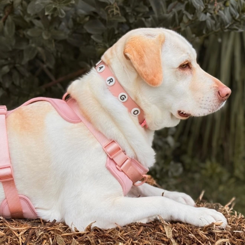 Dog Harness | Blush Pink Walkieez