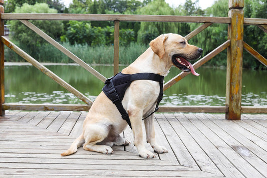 LARGE-BLACK Dog Harness Set Pet Adjustable Chest Strap Walking Collar Vest dealonline.co.nz